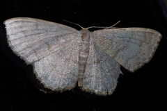 Scopula plumbearia