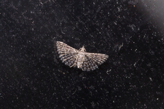 Alucita pusilla