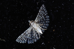 Alucita pusilla