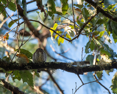 Glaucidium sanchezi