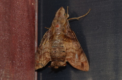 Macroglossum pyrrhosticta