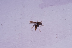 Polistes formosanus