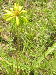 Aloe linearifolia