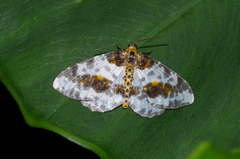 Abraxas miranda aesia