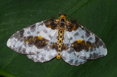 Abraxas miranda aesia