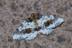 Abraxas miranda aesia