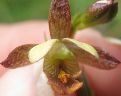 Image of Eulophia tenella by (c) Suvarna Parbhoo Mohan, some rights reserved (CC BY-SA)