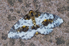 Abraxas miranda aesia