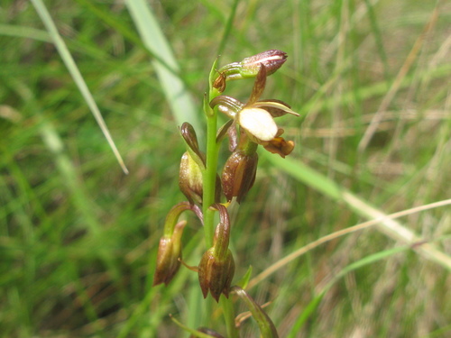 Image of Eulophia tenella by (c) Suvarna Parbhoo Mohan, some rights reserved (CC BY-SA)