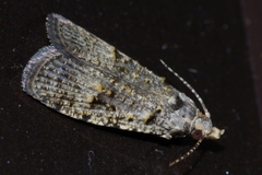 Copromorpha kijimuna