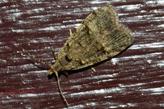 Copromorpha kijimuna