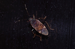 Neolethaeus lewisi