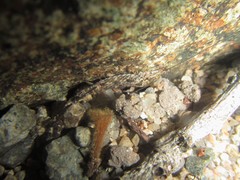 Nesomachilis watsoni