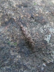 Nesomachilis watsoni