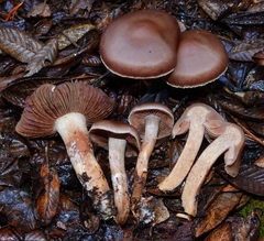 Cortinarius cisqhale