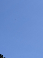 Spilornis cheela