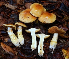 Cortinarius superbus
