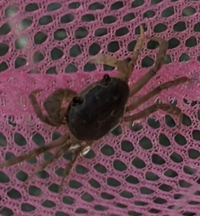 Geothelphusa albogilva