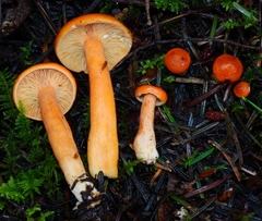 Lactarius subviscidus