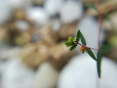 Euphorbia cumbrae
