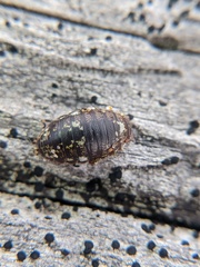 Alloniscus perconvexus