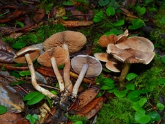 Cortinarius athabascus