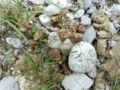Euphorbia cumbrae