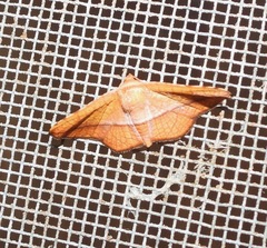 Aglaopus