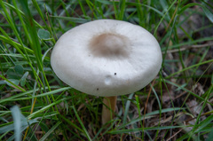 Melanoleuca strictipes