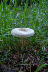 Melanoleuca strictipes