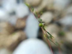 Euphorbia cumbrae