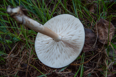 Melanoleuca strictipes