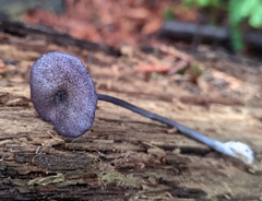 Entoloma largentii