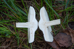 Melanoleuca strictipes