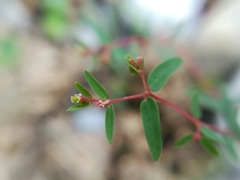 Euphorbia cumbrae