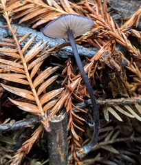 Entoloma largentii