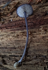Entoloma largentii