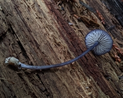 Entoloma largentii