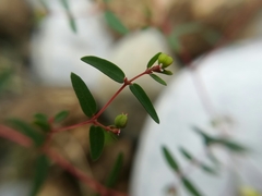 Euphorbia cumbrae