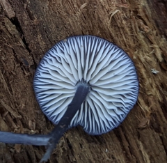 Entoloma largentii