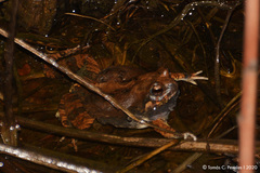 Weeping Frog photo 2