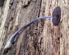 Entoloma largentii