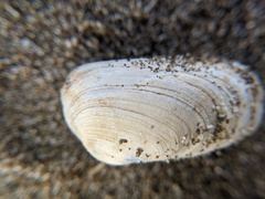 Petricola carditoides image