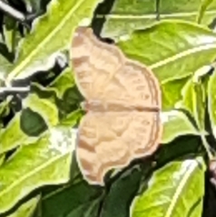 Junonia iphita