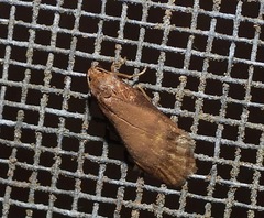 Lambula obliquilinea