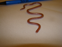 Rena humilis humilis