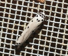 Ethmia heptasema