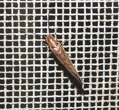 Stenosialis australiensis