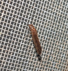 Stenosialis australiensis