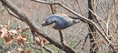 Sitta europaea amurensis